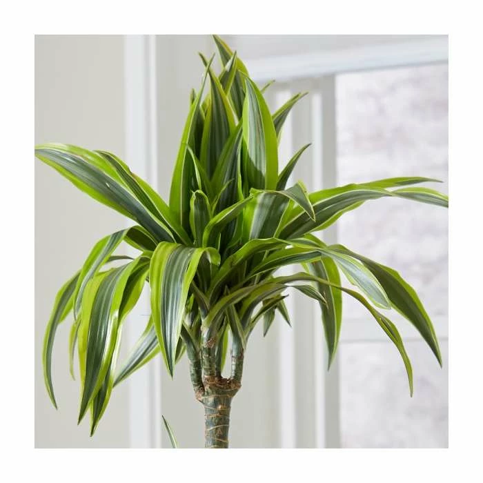 3 Cane Dracaena fragrans 'Lemon Lime' | Corn Plant | 3L Pot - Image 2