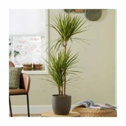 3 Cane Dracaena marginata 'Golden Dragon' | Dragon Tree | 3L Pot