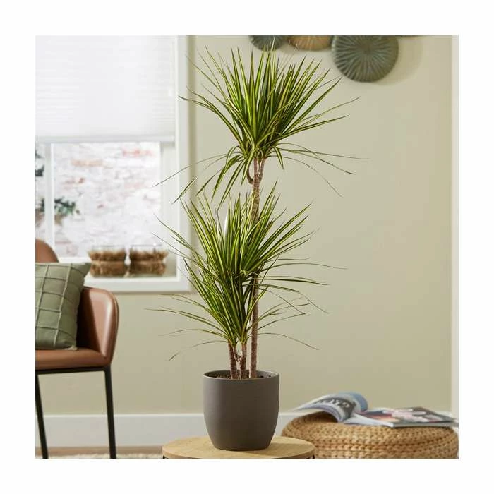 3 Cane Dracaena marginata 'Golden Dragon' | Dragon Tree | 3L Pot