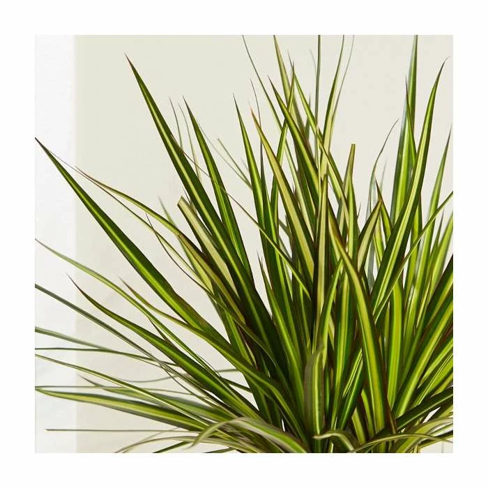 3 Cane Dracaena marginata 'Golden Dragon' | Dragon Tree | 3L Pot - Image 2