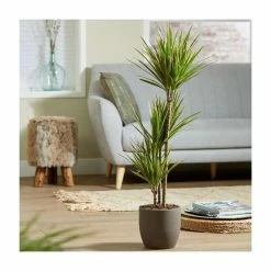 3 Cane Dracaena marginata 'Rainbow' | Dragon Tree | 3L Pot