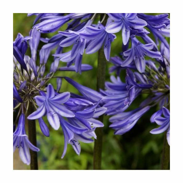 Agapanthus 'Midnight Dream' | 2L Pot - Image 2