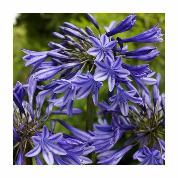 Agapanthus 'Midnight Dream' | 2L Pot