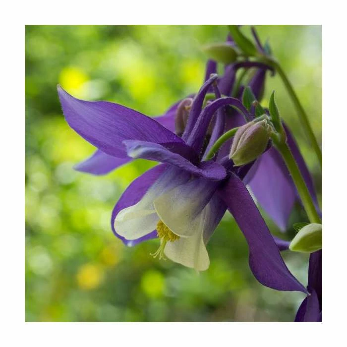 Aquilegia 'Spring Magic' Collection | 3 x 2L Pots - Image 3