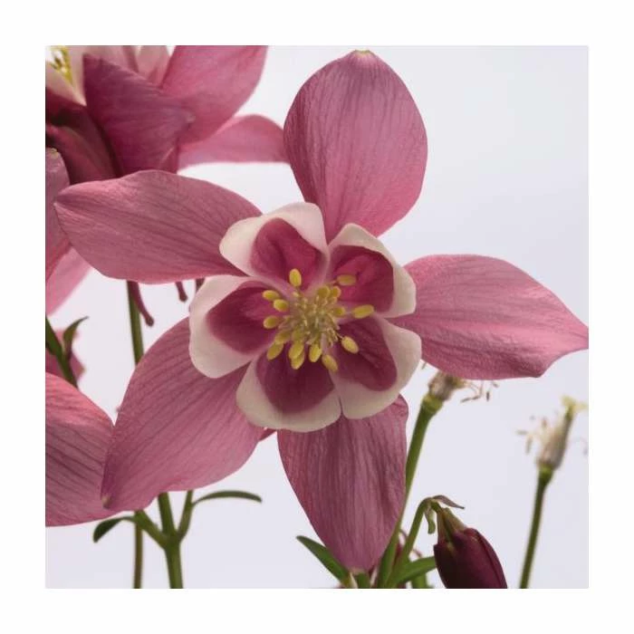Aquilegia 'Spring Magic' Collection | 3 x 2L Pots - Image 4