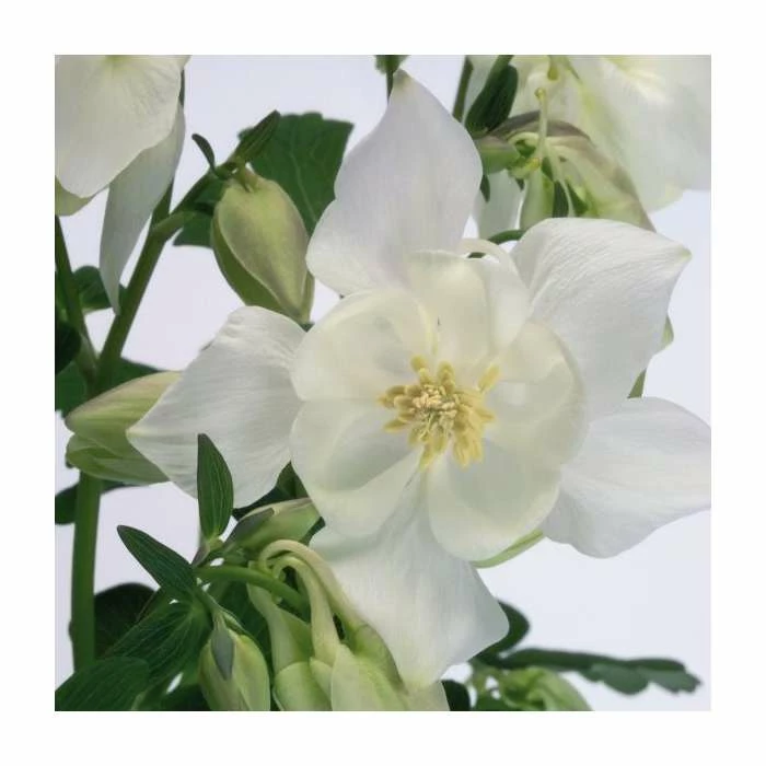 Aquilegia 'Spring Magic' Collection | 3 x 2L Pots - Image 5