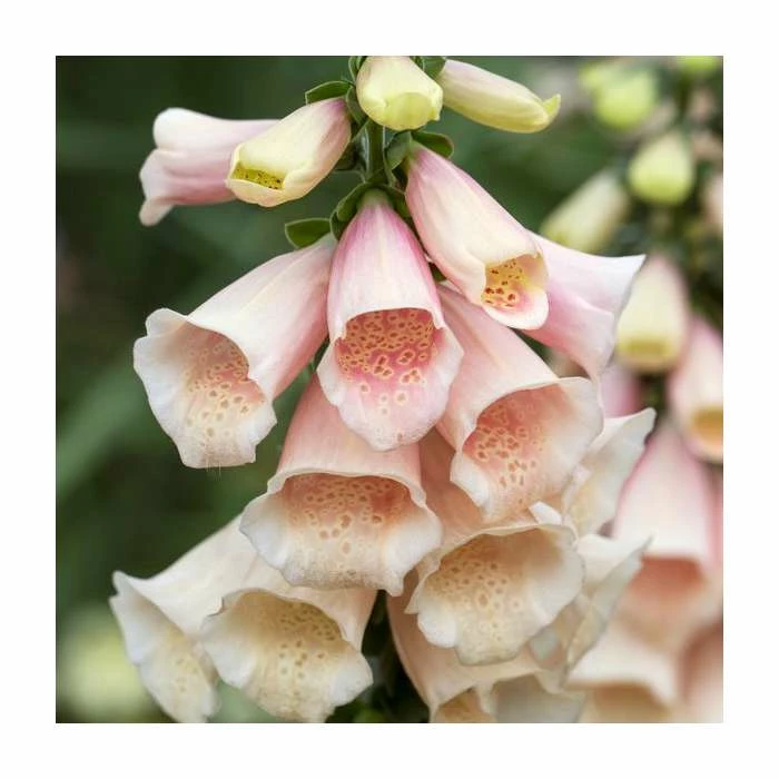 Digitalis purpurea 'Dalmation Peach' | Foxglove - Image 2