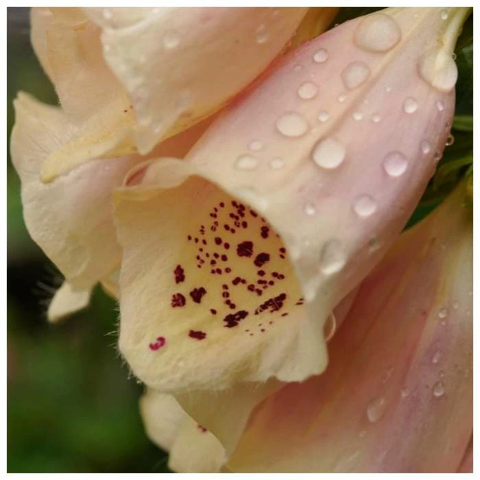 Digitalis purpurea 'Dalmation Peach' | Foxglove - Image 3