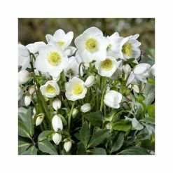 1ft Helleborus 'Diva' | 3L Pot | Helleborus Gold Collection®
