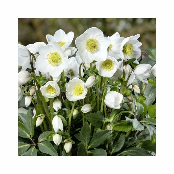 1ft Helleborus 'Diva' | 3L Pot | Helleborus Gold Collection®