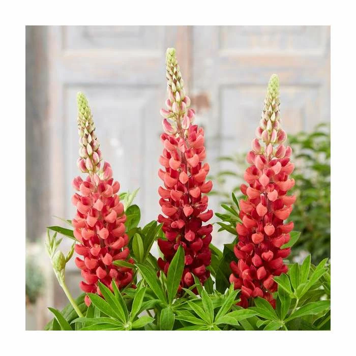 35cm Lupin 'Bishops Tipple' | 2L Pot | West Country