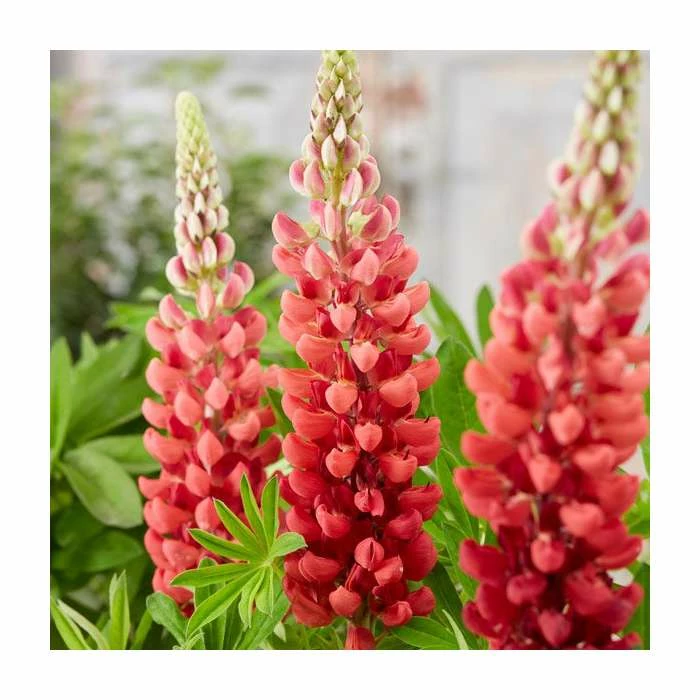 35cm Lupin 'Bishops Tipple' | 2L Pot | West Country - Image 2