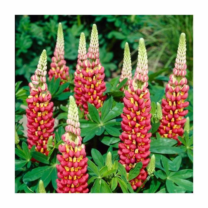 35cm Lupin 'Tequila Flame' | 2L Pot | West Country