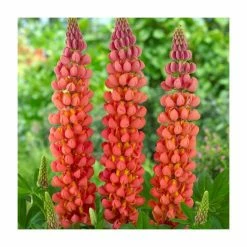 35cm Lupin 'Terracotta' | 2L Pot | West Country
