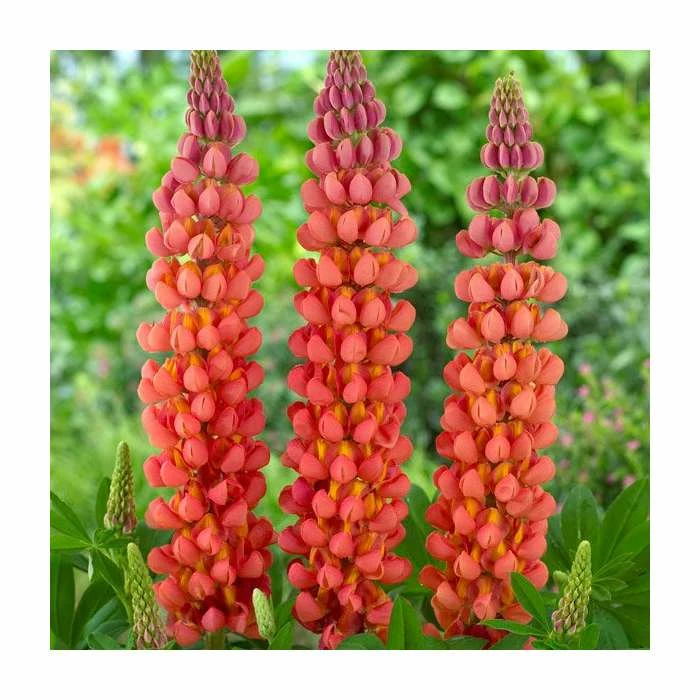 35cm Lupin 'Terracotta' | 2L Pot | West Country