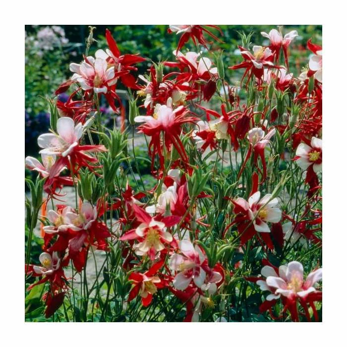 Aquilegia caerulea 'Crimson Star' | 2L Pot