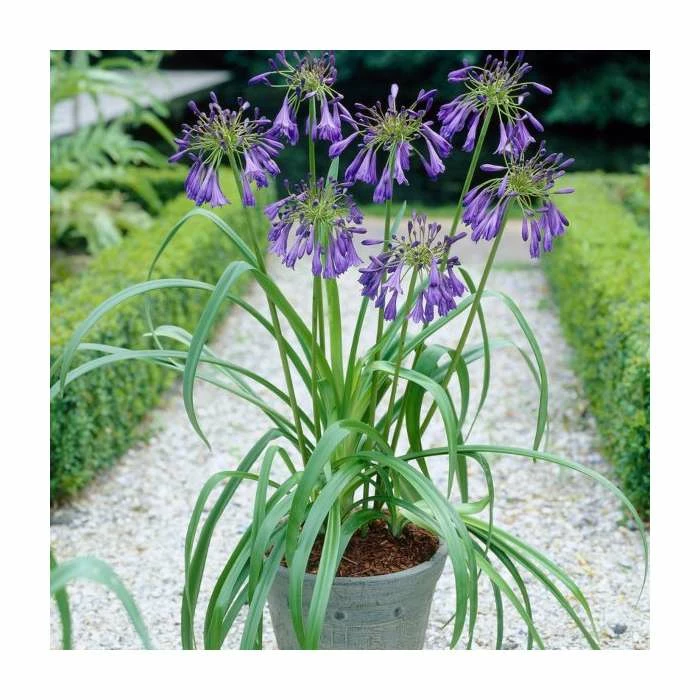 Agapanthus 'Purple Cloud' | 2L Pot