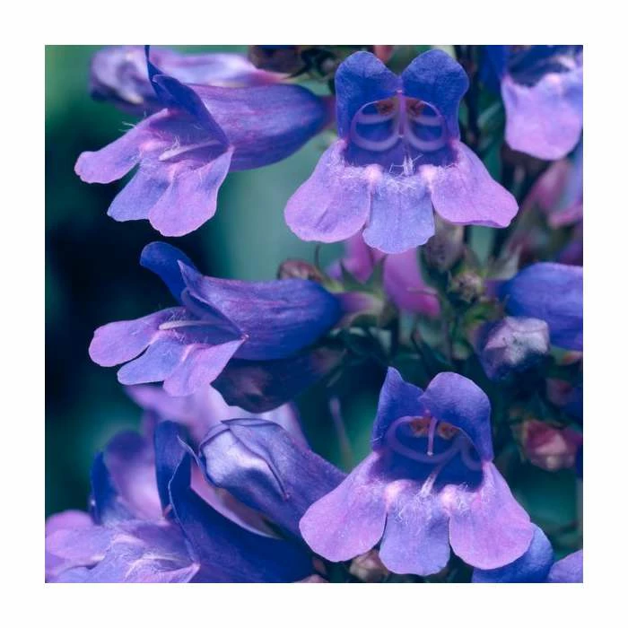 Penstemon 'Heavenly Blue' | 2L Pot