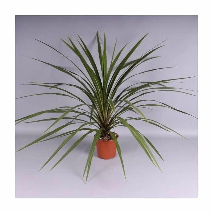 2ft Cordyline 'Peko' | 2 Litre Pot - Image 2