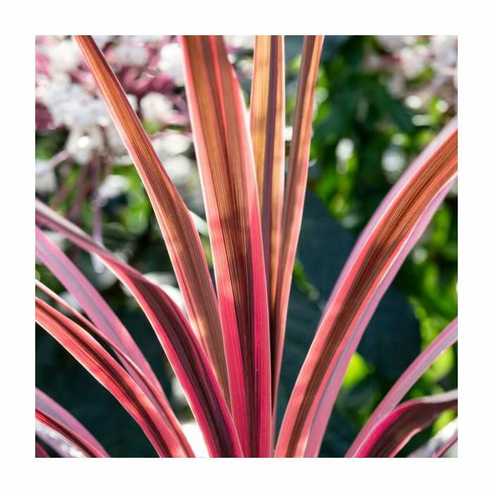 2ft Cordyline 'Pink Passion' | 2 Litre Pot
