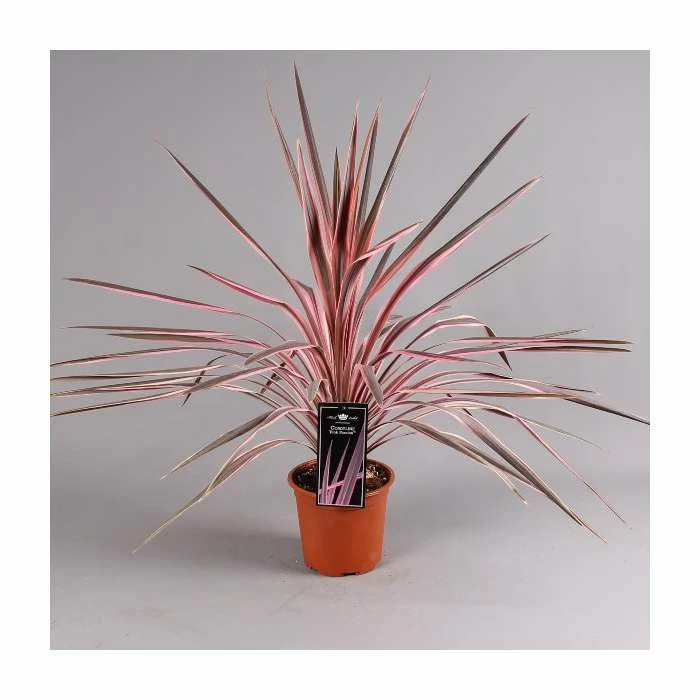 2ft Cordyline 'Pink Passion' | 2 Litre Pot - Image 2
