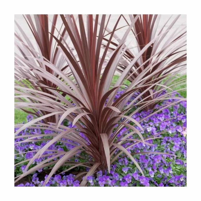 2ft Cordyline 'Red Star' | 2 Litre Pot