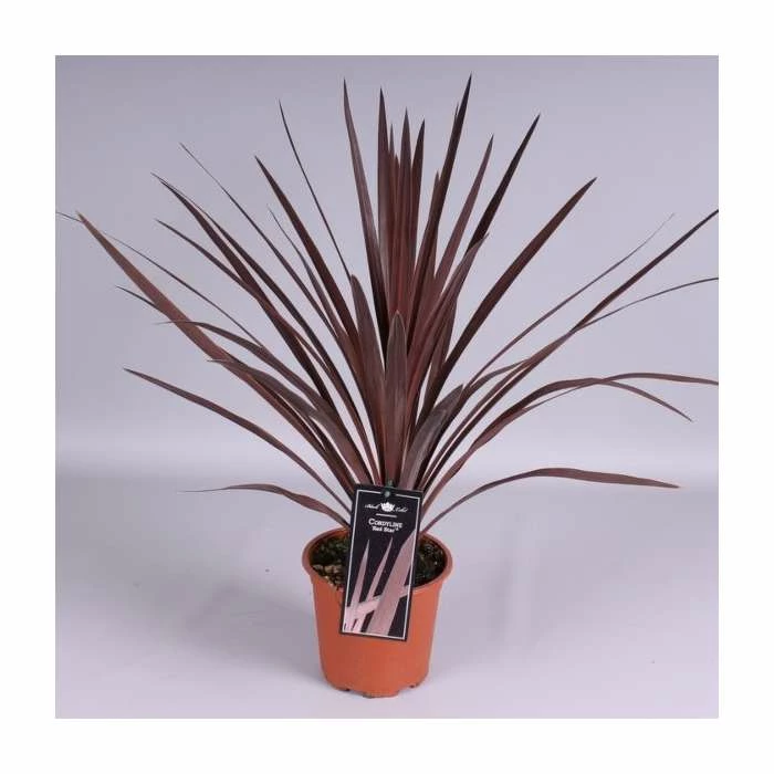 2ft Cordyline 'Red Star' | 2 Litre Pot - Image 2