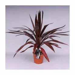 2ft Cordyline 'Superstar' | 2 Litre Pot