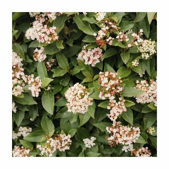 40cm Viburnum tinus 'Eve Price' | 2 Litre Pot - Image 3