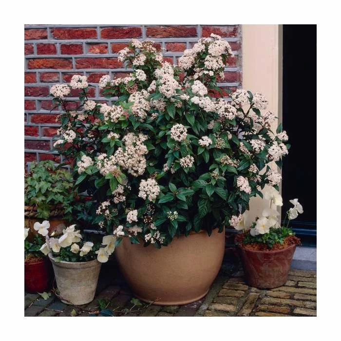40cm Viburnum tinus 'Eve Price' | 2 Litre Pot