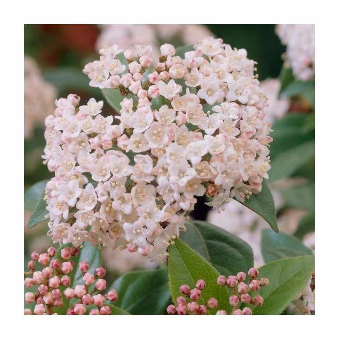 40cm Viburnum tinus 'Eve Price' | 2 Litre Pot - Image 2