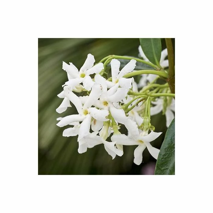 Star Jasmine | Trachelospermum jasminoides - Image 4