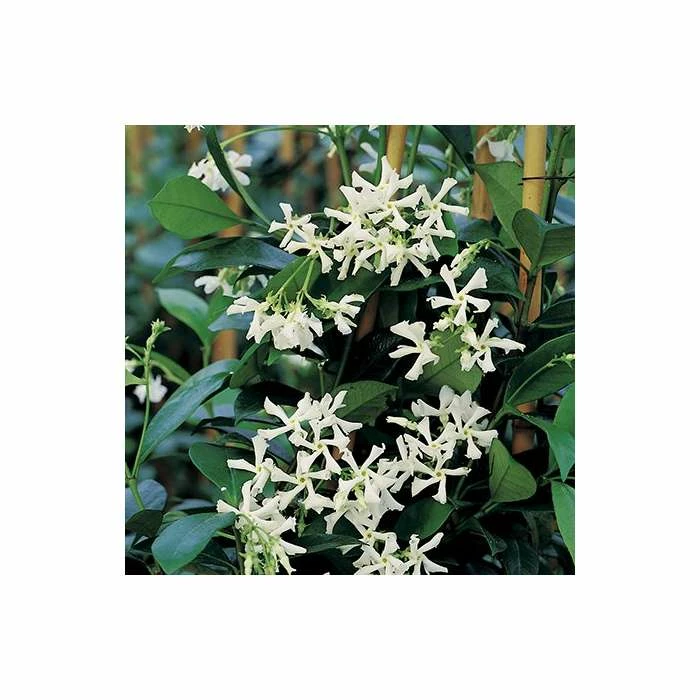 Star Jasmine | Trachelospermum jasminoides - Image 5