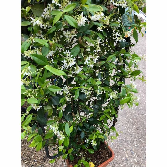Star Jasmine | Trachelospermum jasminoides