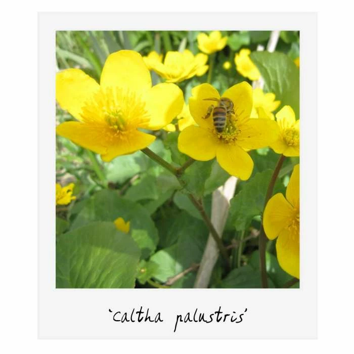 Large Ornamental Colour Pond Plant Collection 4x 3L Pots - Image 2