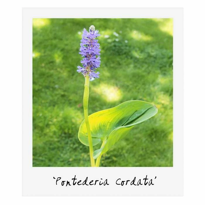 Large Ornamental Colour Pond Plant Collection 4x 3L Pots - Image 5