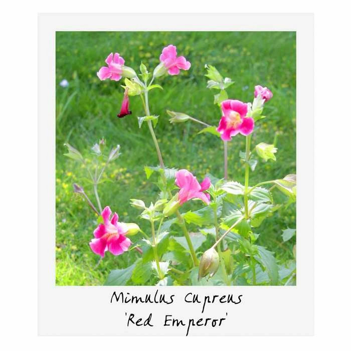 Large Ornamental Colour Pond Plant Collection 4x 3L Pots - Image 6