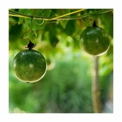 2-3ft Passion Fruit Plant | 3L Pot | Passiflora edulis