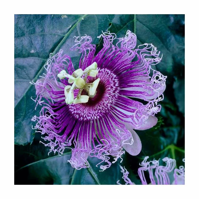 2-3ft Passion Fruit Plant | 3L Pot | Passiflora edulis - Image 2
