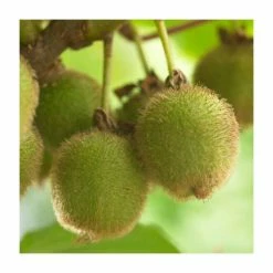 Actinidia 'Jenny' | Kiwi Plant