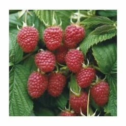 Raspberry 'Malling Admiral' | 3L Pot