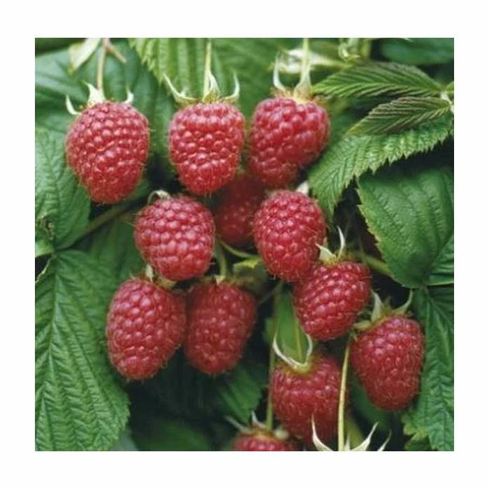 Raspberry 'Malling Admiral' | 3L Pot