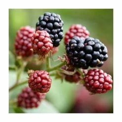 Blackberry 'Tiny Black' | 2L Pot