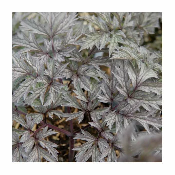 Actaea simplex 'Pink Spike' | Baneberry Plant | 3L Pot - Image 2