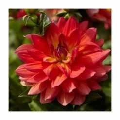 Dahlia 'Firepot' | 3L Pot