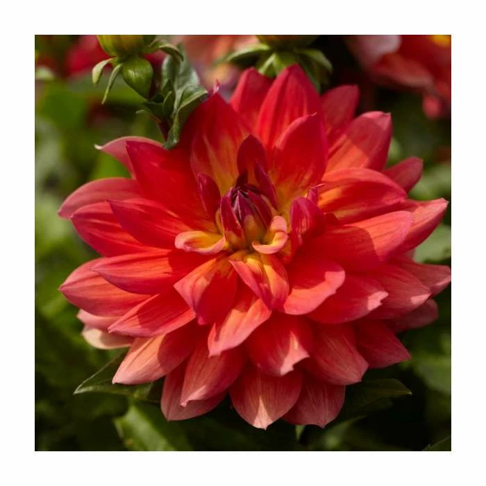 Dahlia 'Firepot' | 3L Pot