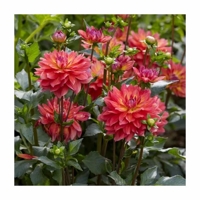 Dahlia 'Firepot' | 3L Pot - Image 2