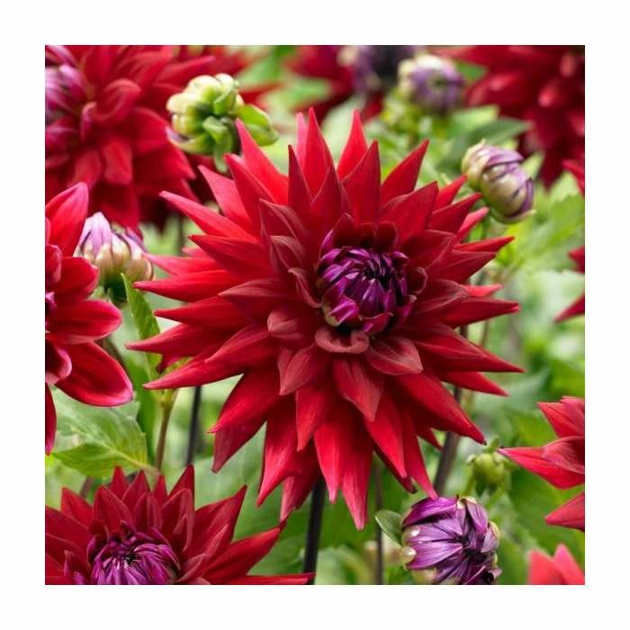 Dahlia 'Wittemans Best' | 3L Pot