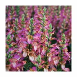 Digiplexis 'Falcon Fire' | 3L Pot