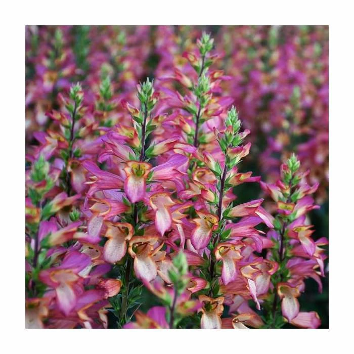 Digiplexis 'Falcon Fire' | 3L Pot